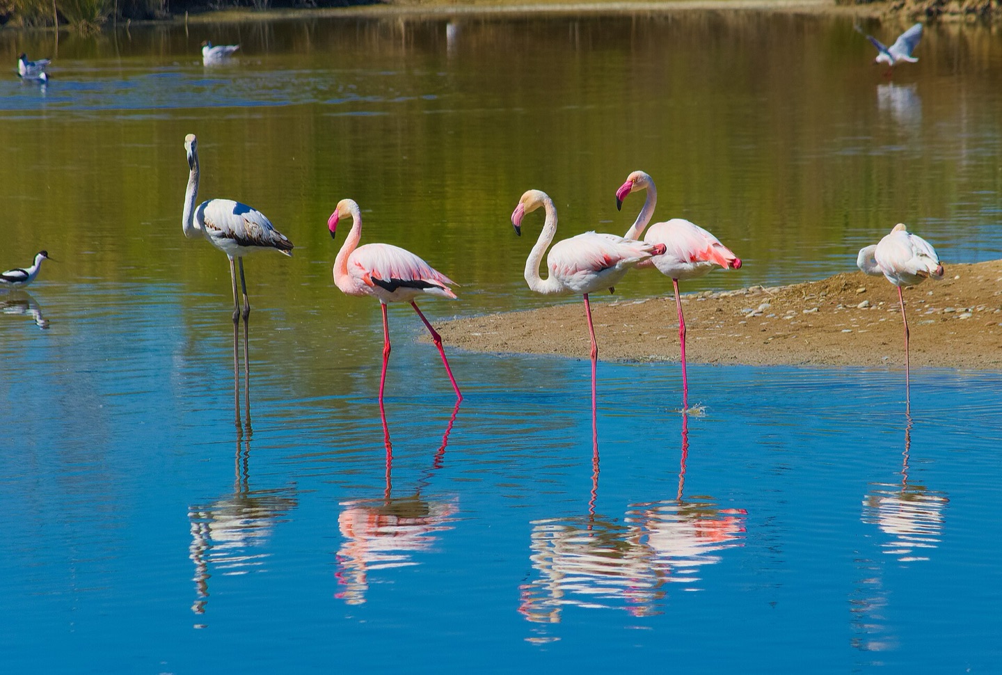 Flamencos en una laguna del Delta del Ebro