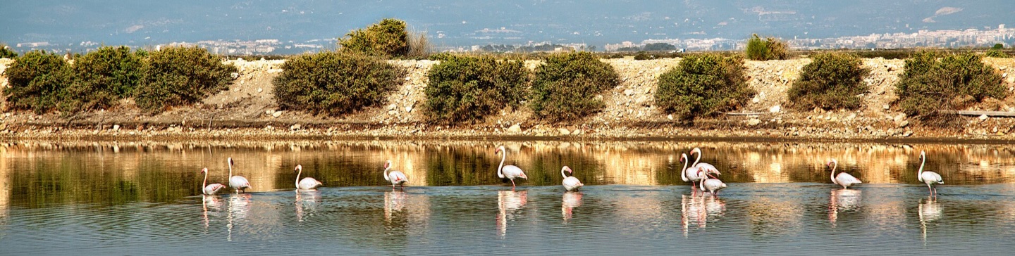 Flamencos en una laguna del Delta del Ebro