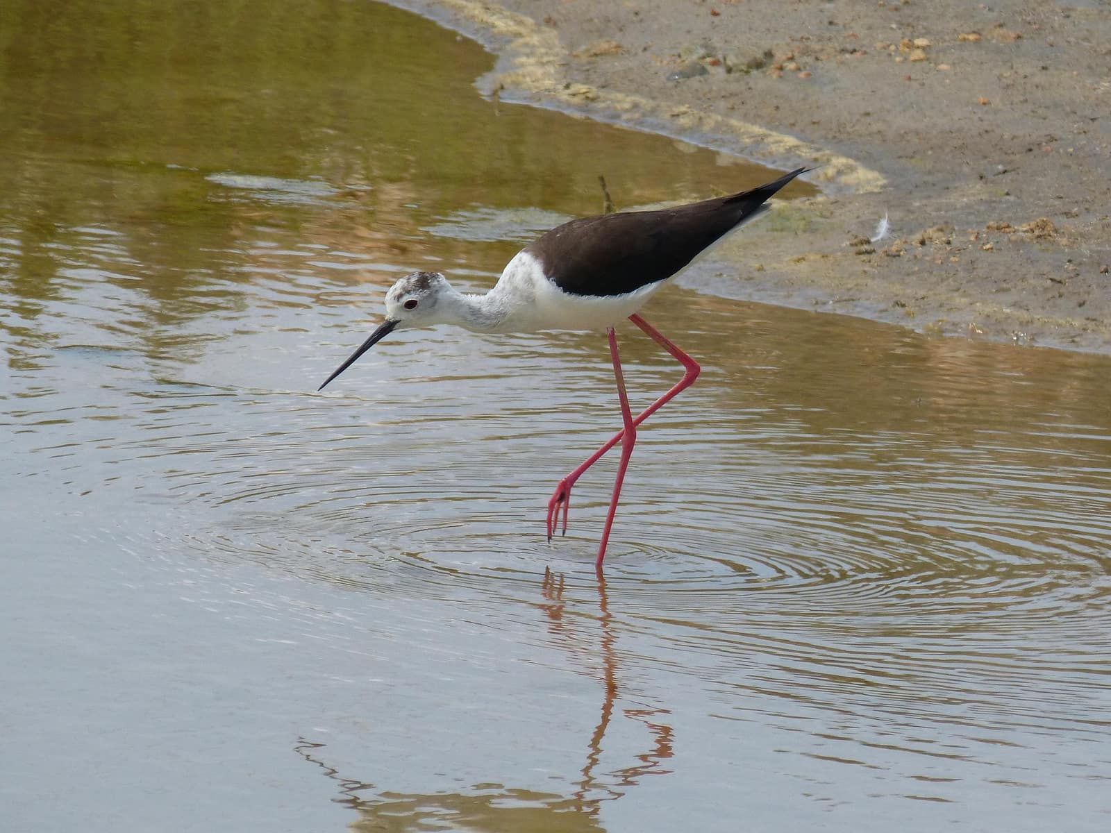 Aves y naturaleza del Delta del Ebro