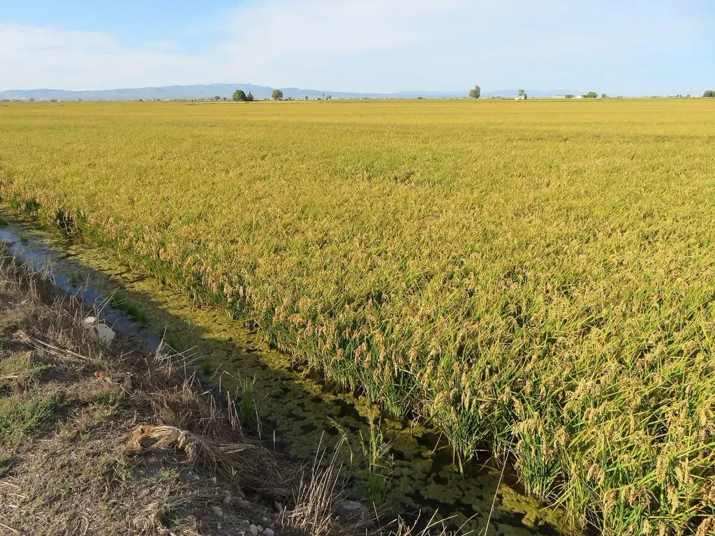 Arrozal del Delta del Ebro