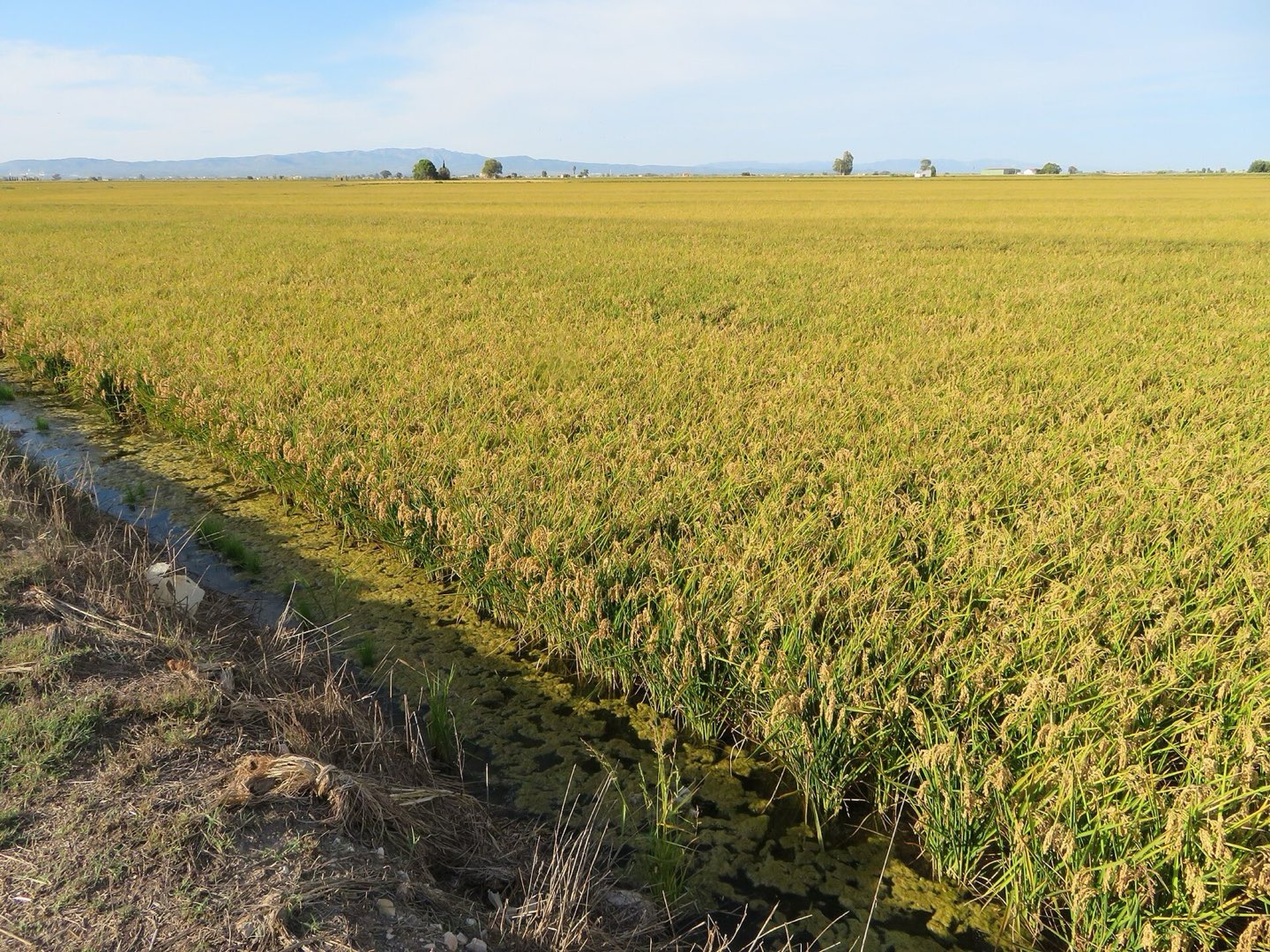 Arrozales llanos del Delta del Ebro, el paisaje del tramo final de la Vía Verde de la Val de Zafán