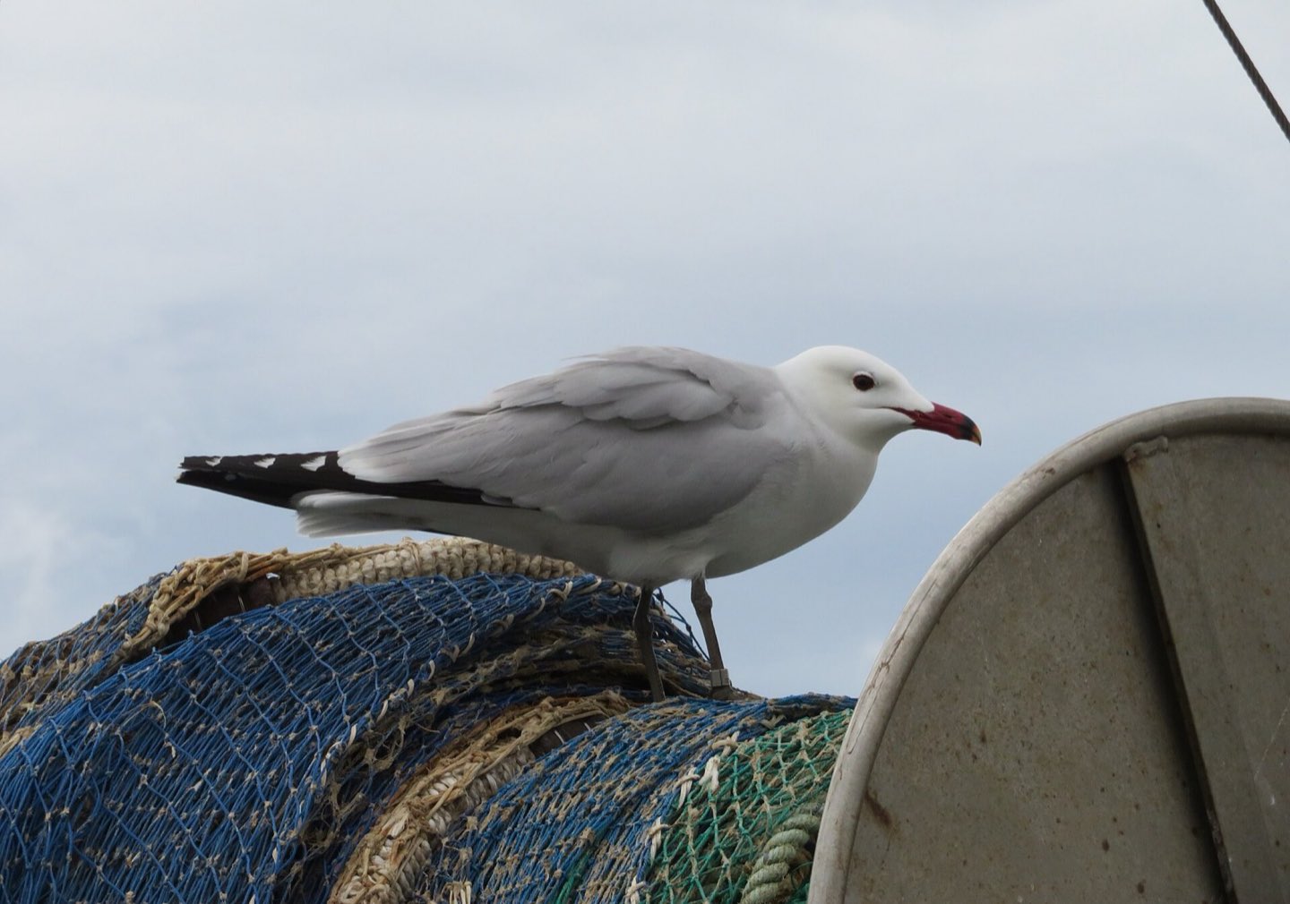 Gaviota en el Delta del Ebro