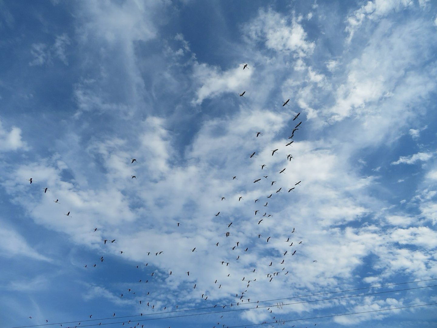 Bandada de flamencos sobrevolando los humedales del parque natural del Delta del Ebro