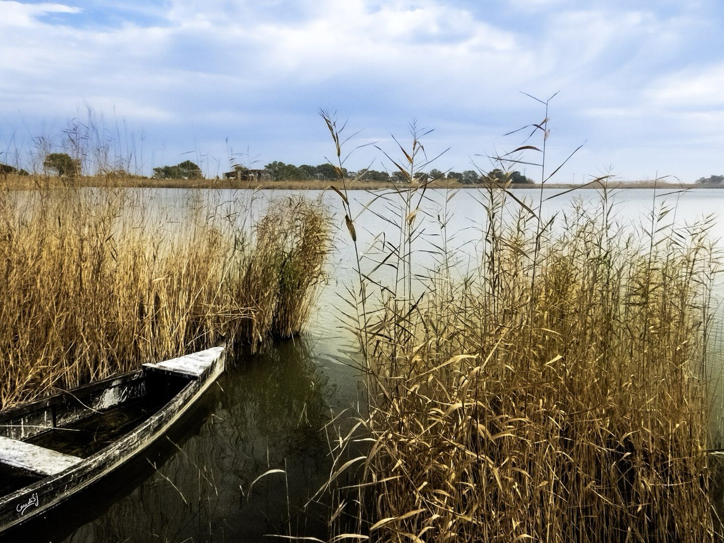 Laguna del Delta del Ebro entre cañizares