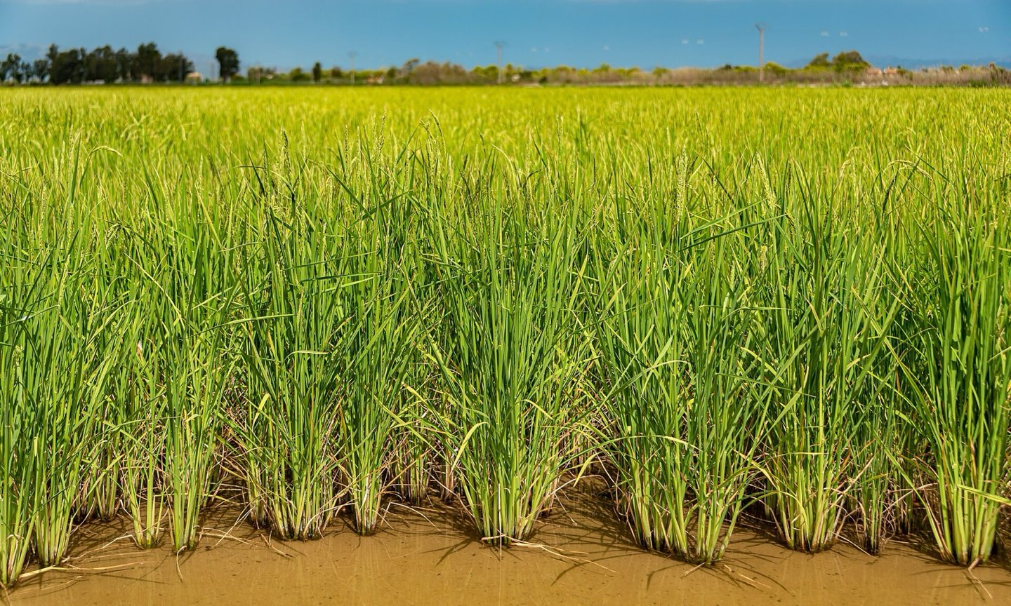 Paisaje del Delta del Ebro