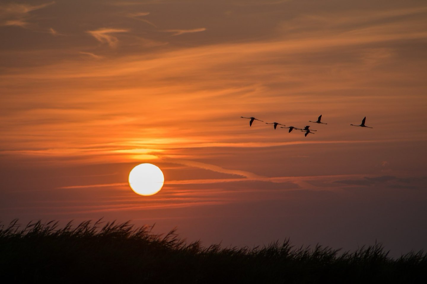 Vuelo de flamencos al atardecer sobre el Delta del Ebro